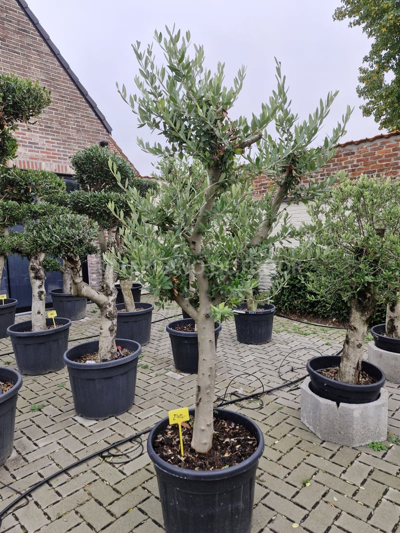 Vertakte olijfboom Arbequina ramificada met natuurlijke, open kruin – Terrano Outdoor Berlare