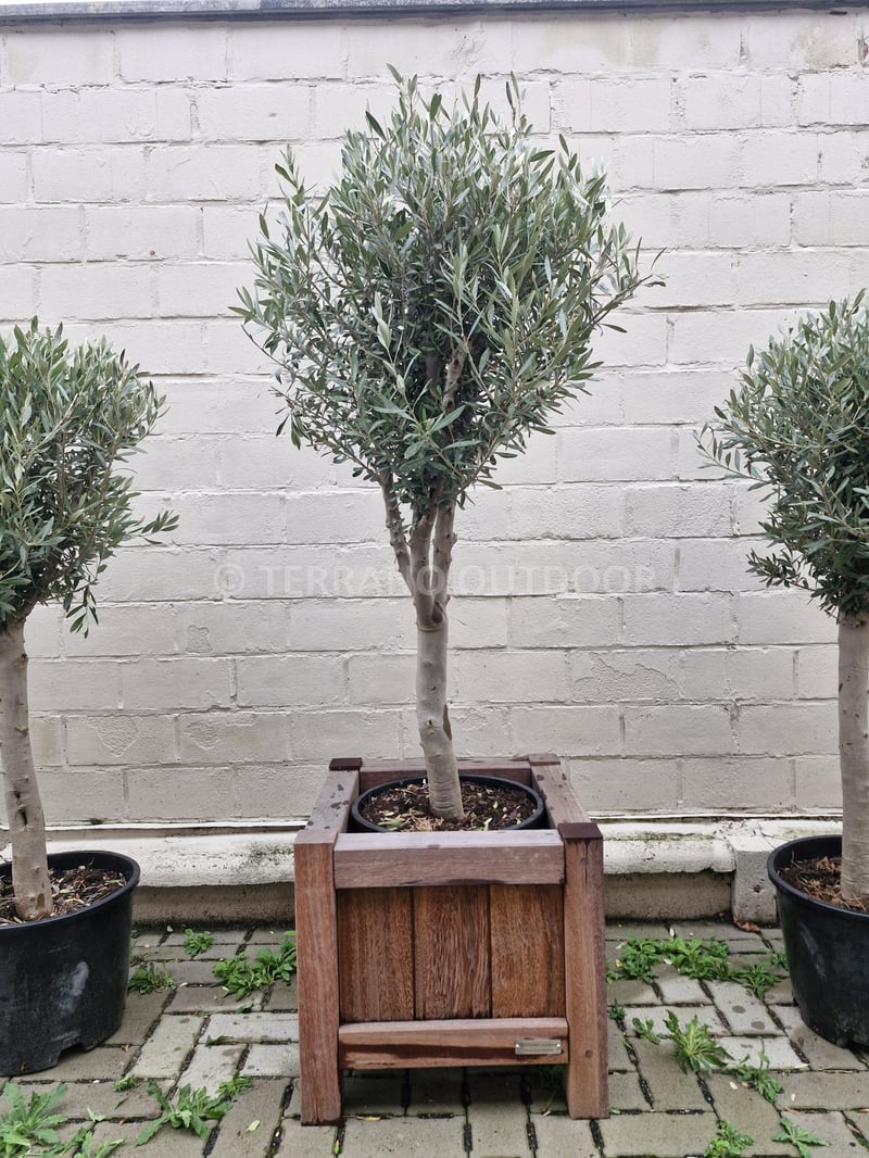 Compacte olijfboom Cipressino met ronde, volle kruin in plantenbak – Terrano Outdoor Berlare
