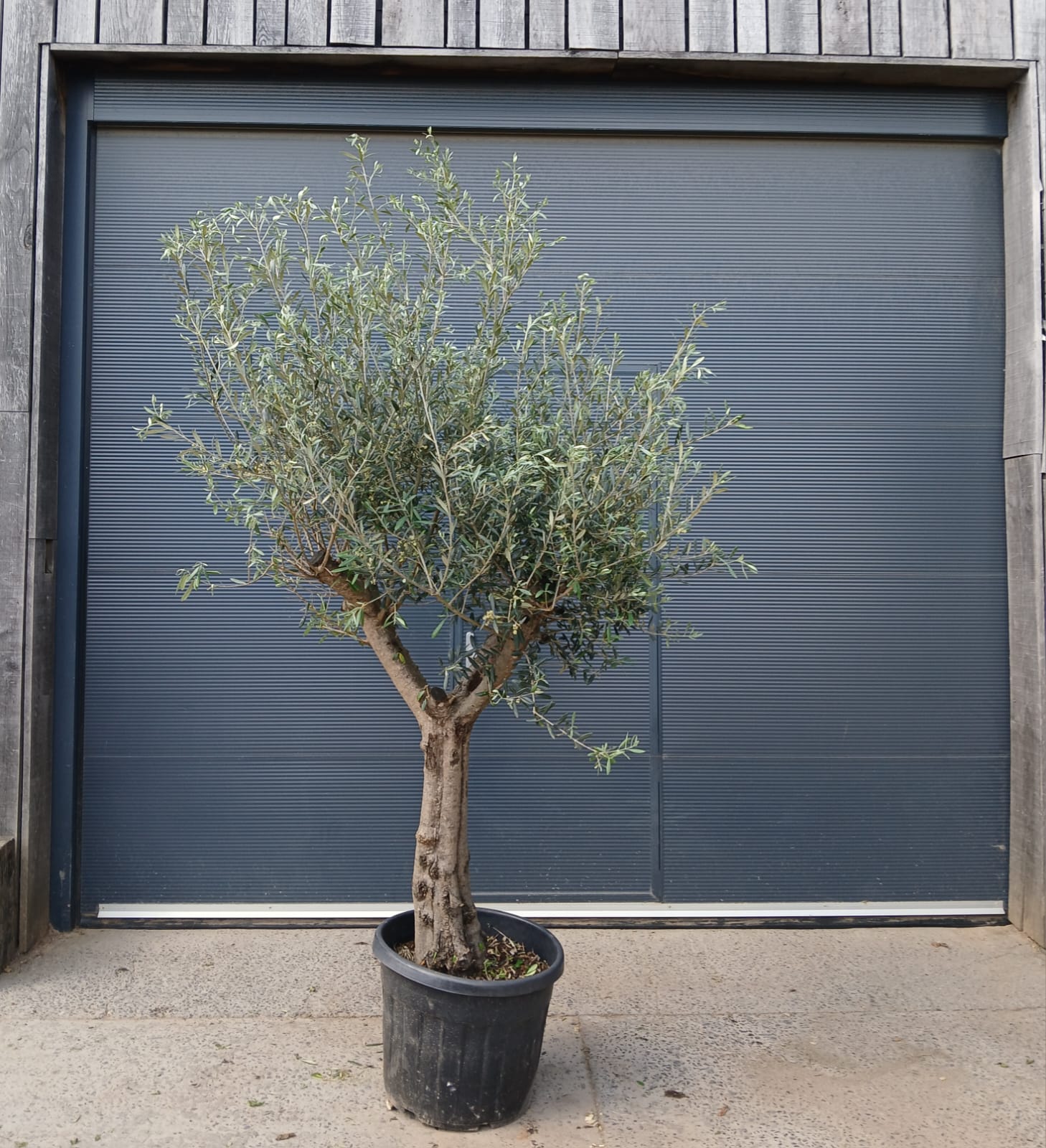 Winterharde olijfboom met gladde stam in pot