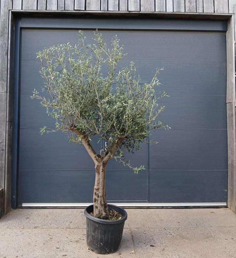 Winterharde olijfboom met gladde stam in pot