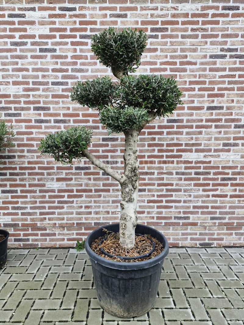 Olijfboom Arbequina bola met wolkvormig gesnoeide kruin in meerdere niveaus – Terrano Outdoor Berlare