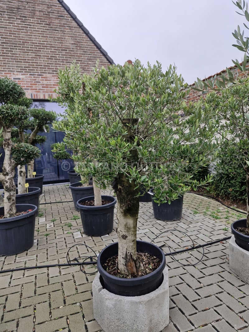 Olijfboom Plato met volle, brede kruin en natuurlijke groeivorm – Terrano Outdoor Berlare